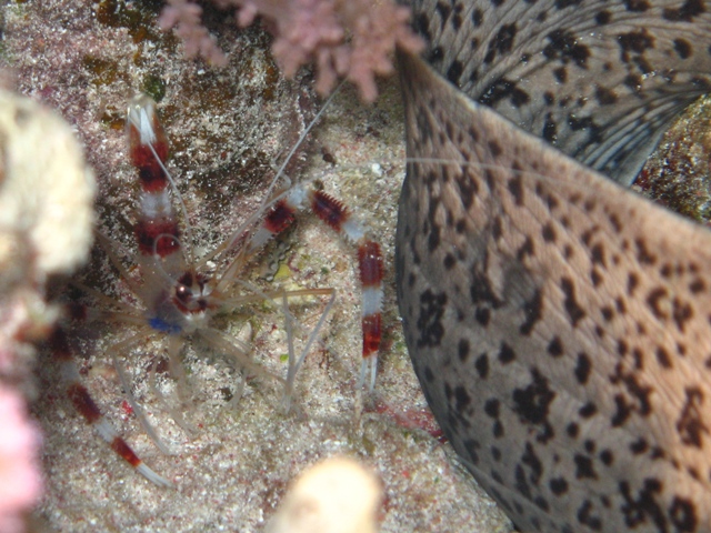 banded shrimp cleaning moray.jpg
